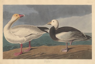 Snow Goose by John James Audubon